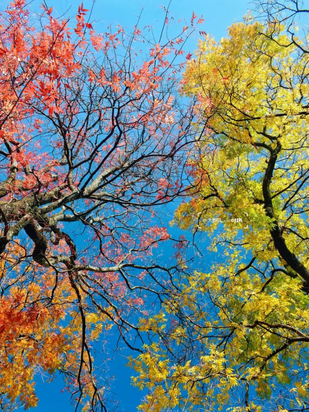 我找到了大理彩虹森林❗正是橙黄橘绿时_3_大脚CL_云南-来自52tours 我爱旅游网